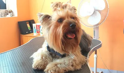 Salon Marzeń dla Psów